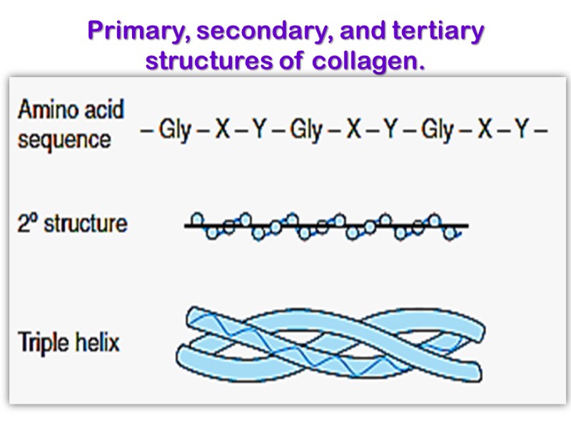 Primary, secondary, and tertiary structures of collagen.